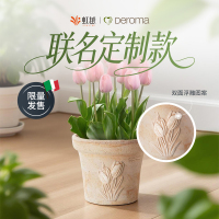 虹越Deroma帝罗马联名款陶瓷花盆郁金香草莓创意设计陶盆透气高级