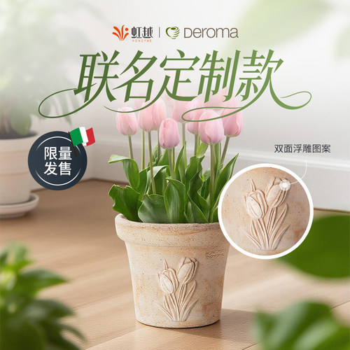 虹越帝罗马联名款陶瓷花盆郁金香草莓创意设计陶土盆透气耐用高级