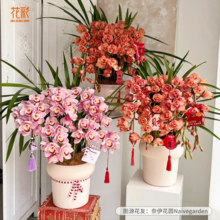 花彩大花蕙兰盆栽杂交兰室内阳台客厅装饰年宵花白玉香兰花带花苞