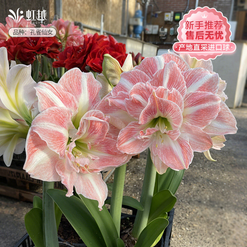 【持续热卖】进口朱顶红多品种
