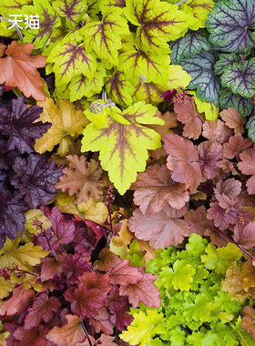 小众花境植物矾根花卉龙胆盆栽玉簪庭院植物耐寒四季宿根观叶易活