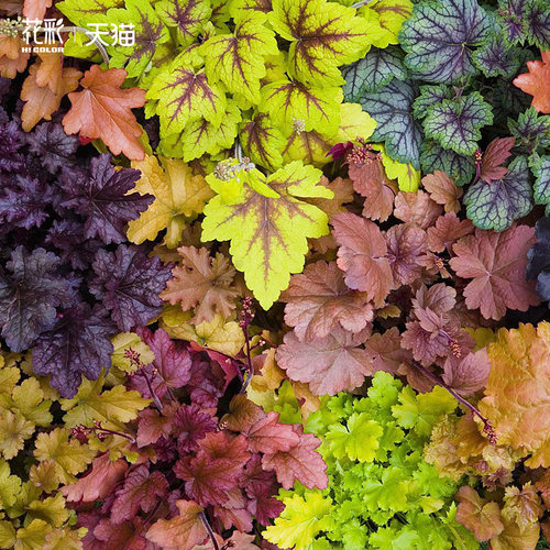 虹越草本花卉小众花境盆栽