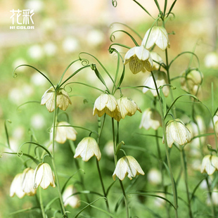 花彩浙贝母种球盆栽阳台观花量大庭院地栽多年生耐寒球根花卉好养