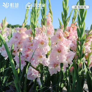 剑兰唐菖蒲种球虹越进口可盆栽地栽切花球根花阳台粉色闪电预售