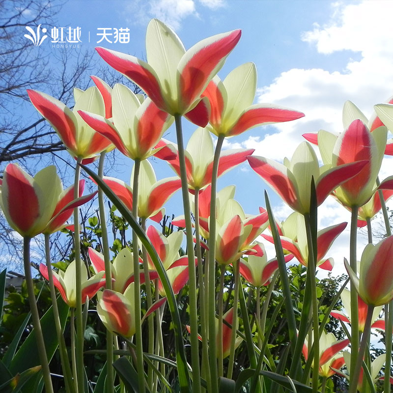 演员进口原生郁金香种球根秋植花苗盆栽地栽多年生耐寒土培预售