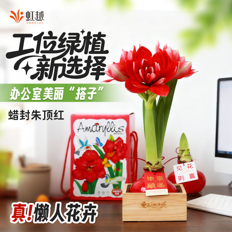 蜡封朱顶红进口种球花卉室内桌面工位装饰品办公室绿植朱顶红蜡球