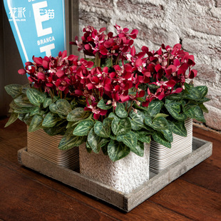 花彩蝶衣仙客来盆栽带花苗阳台耐寒大花植物室内花期长年宵花量大