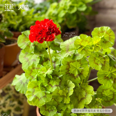 花叶天竺葵盆栽阳台彩叶四季开花