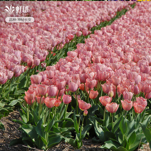 进口郁金香种球5度球花种球根水培土培可盆地栽花卉多件多折虹越