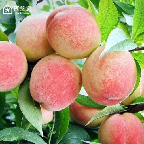园艺家桃树盆栽果树果苗黄桃树水蜜桃脆桃南北方种植简单好养