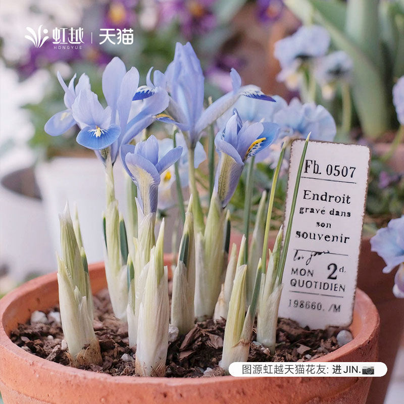 虹越进口网脉鸢尾种球图片