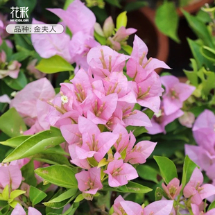 花彩金夫人重瓣三角梅四季开花盆栽带花室内阳台勤花爬藤老桩耐热