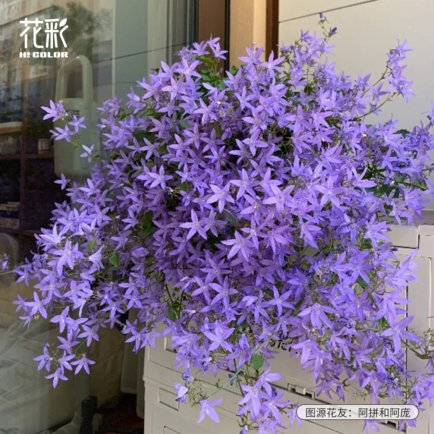 花彩垂吊风铃草盆栽苗蓝色多年生阳台耐热易爆花量大宿根花卉植物
