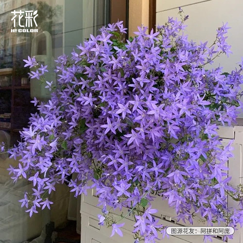 花彩垂吊风铃草盆栽苗多年生
