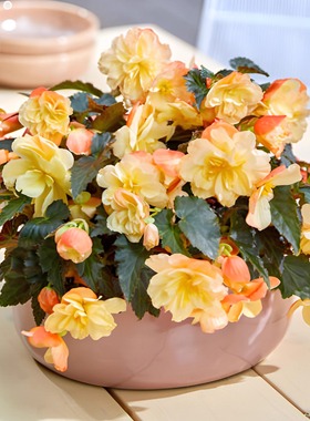 花彩丽格海棠盆栽玫瑰大花封闭阳台窗台花园种植耐干旱多年生勤花