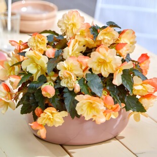 花彩丽格海棠盆栽玫瑰大花封闭阳台窗台花园种植耐干旱多年生勤花