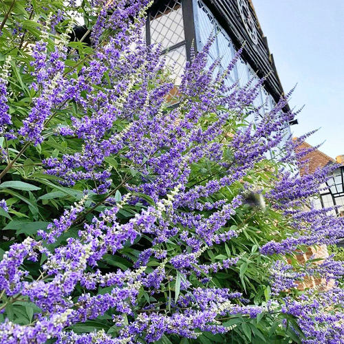 【时令花灌木】多季开花盆栽耐热