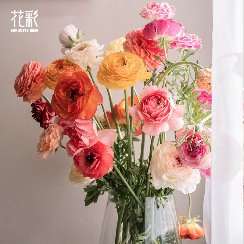 花彩进口蝴蝶花毛茛种球多年花卉图片