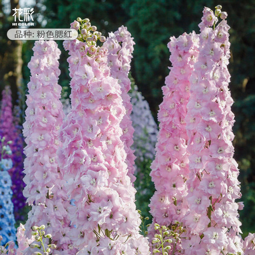 花彩新西兰飞燕草花苗盆栽耐寒