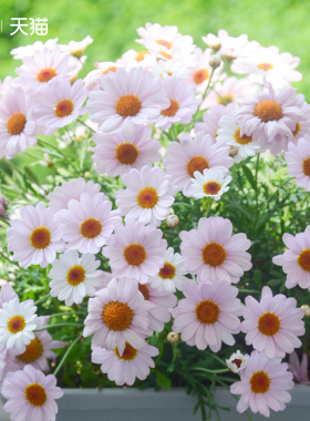 花彩玛格丽特菊花盆栽姬小菊花阳台多年生花量大耐热耐寒爆花期长