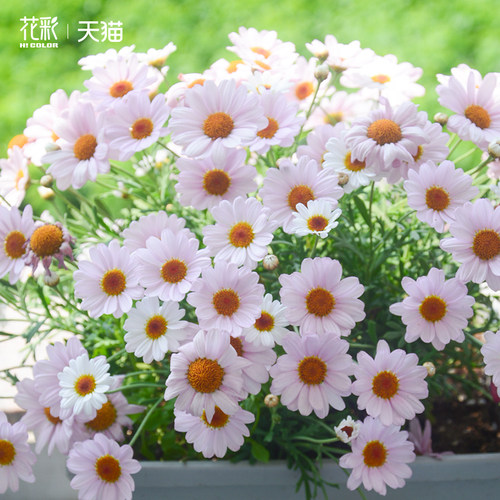 【易梦玲同款】玛格丽特花苗盆栽