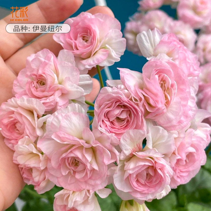 花彩天竺葵盆栽花苗重瓣常绿室内阳台大花直立丹麦女王洋绣球垂吊