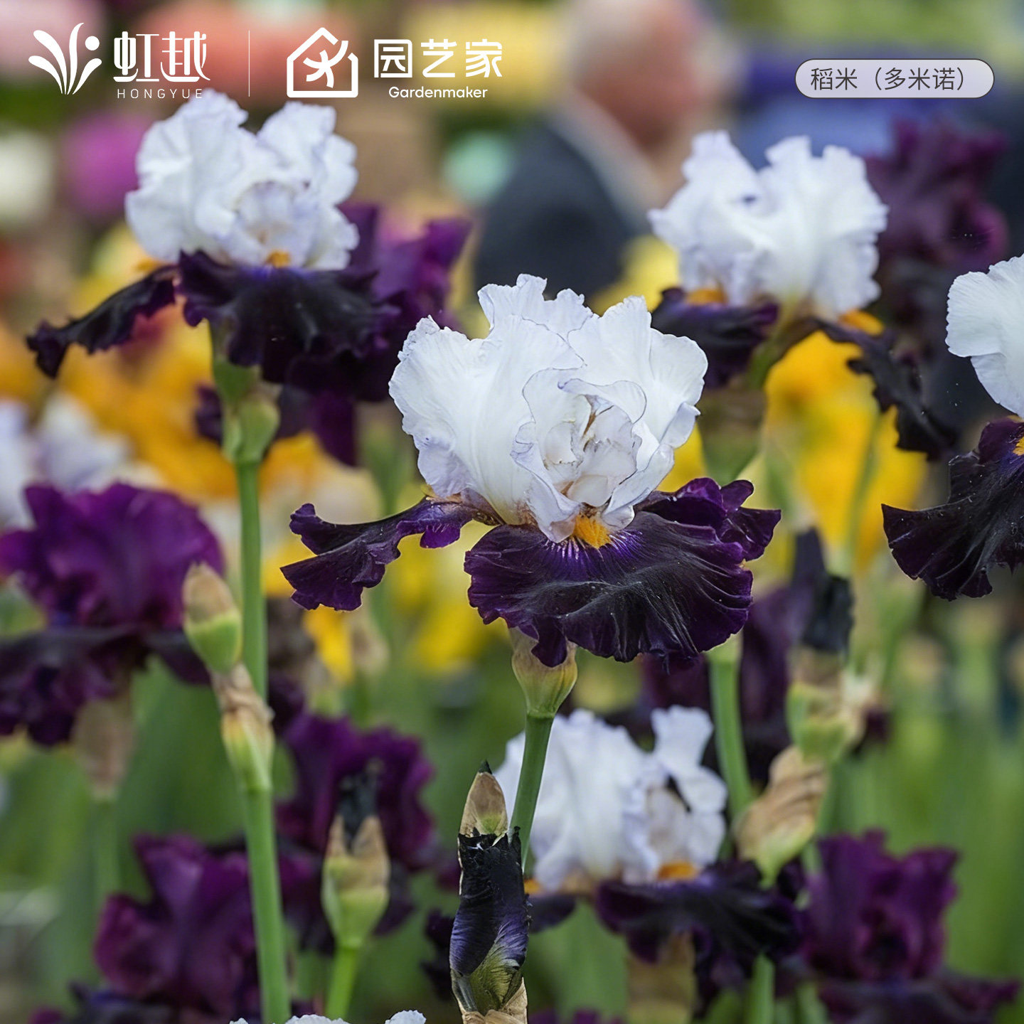 2026春季德国鸢尾虹越进口裸根苗植物土培盆栽地栽花园花境花卉