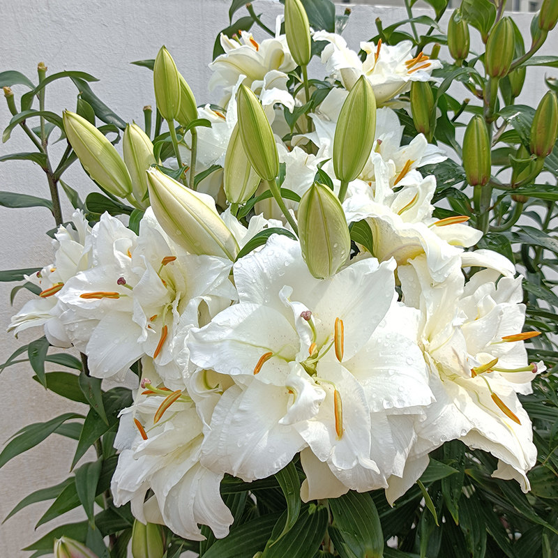 香水百合花素材模板 香水百合花图片下载 小麦优选
