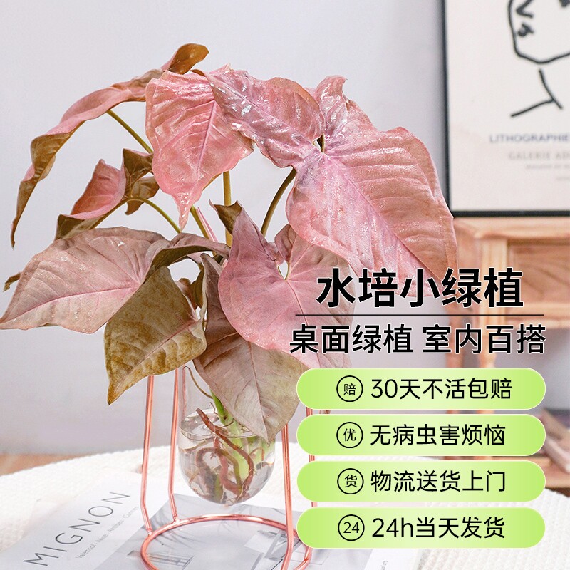 合果芋大叶金钻室内春季可开花图片