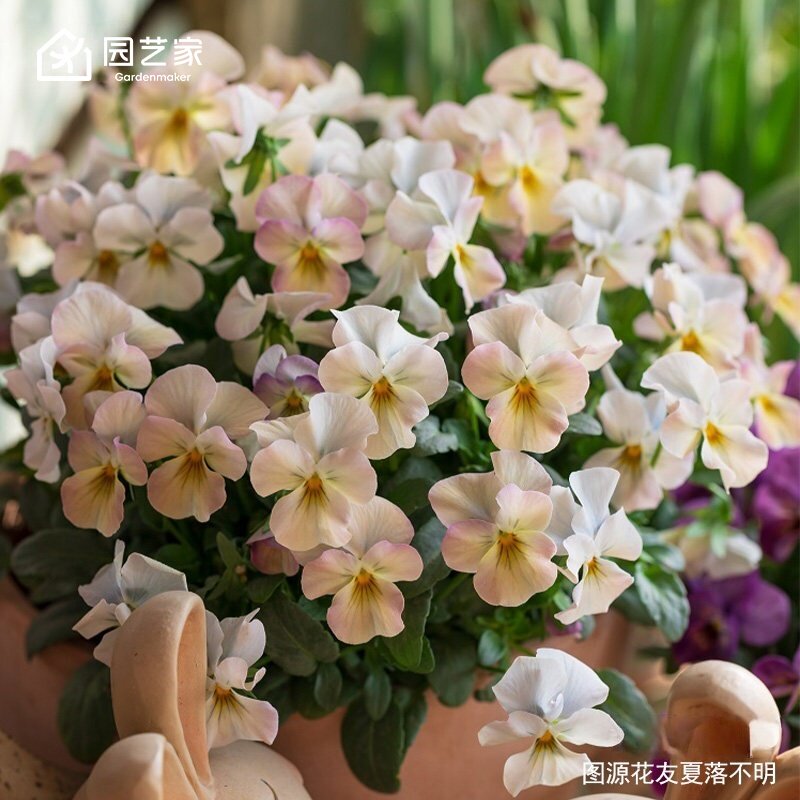 园艺家花卉种苗角堇三色堇盆栽庭院阳台耐寒花期长冬季小花苗