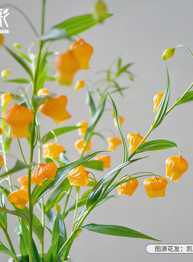 花彩进口宫灯百合种球裸根阳台桌面盆栽耐热小众切花材提灯花量大