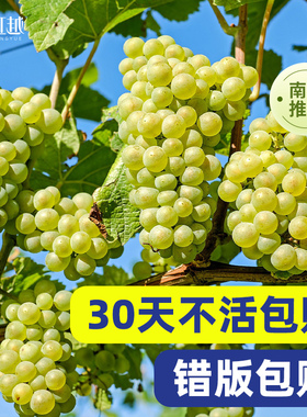 南方葡萄树苗盆栽耐热虹越爬藤丰产易挂果易养护阳光玫瑰寒香蜜