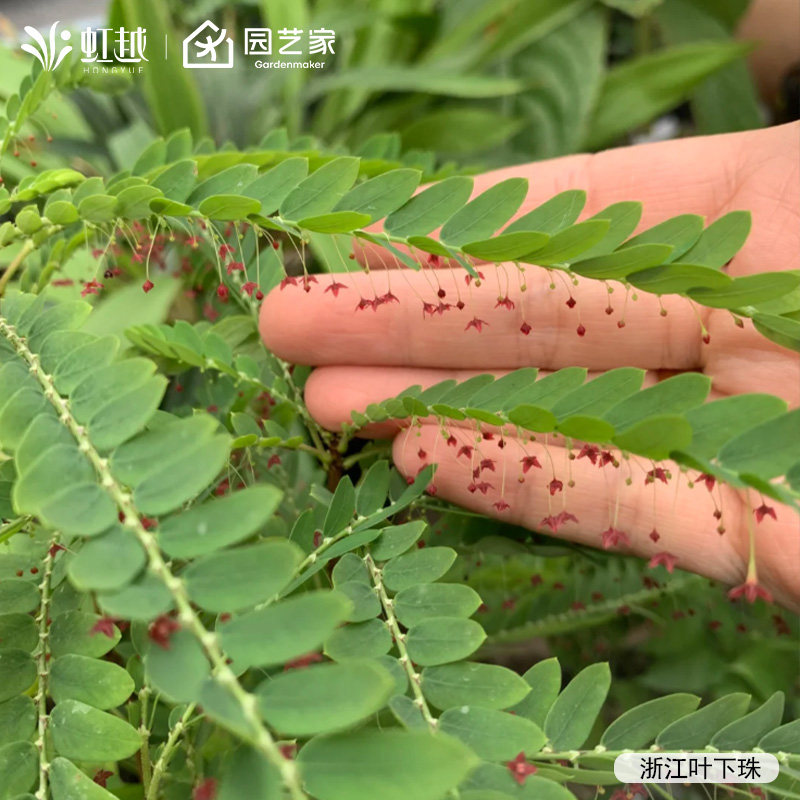 虹越浙江叶下珠盆栽小苗大苗庭院花园多年生好养开花落叶小灌木,鲜花速递/花卉仿真/绿植园艺,时令草本花卉,淘宝优惠券,粉丝福利购,淘宝优惠卷