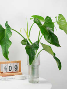 虹越飞机蔓绿绒水培植物室内好养阳台办公桌面瓶插水养热植常绿植