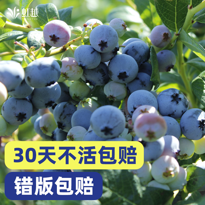 虹越蓝莓树果苗室内盆栽