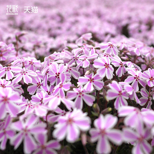 花彩芝樱多年生草本花卉