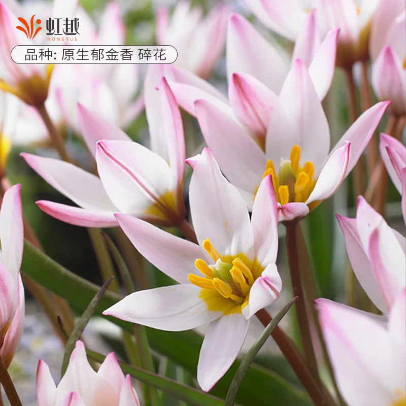 趣植宇宙进口原生郁金香种球碎花阳台盆栽耐寒球根花卉易复花预售