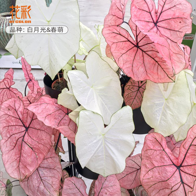 白色恋人彩叶芋盆栽粉色飞溅绿植图片
