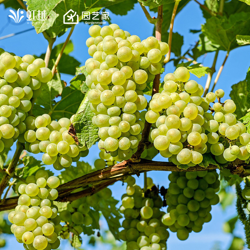 南方葡萄树苗盆栽耐热虹越爬藤丰产易挂果易养护阳光玫瑰寒香蜜,鲜花速递/花卉仿真/绿植园艺,果树,淘宝优惠券,粉丝福利购,淘宝优惠卷