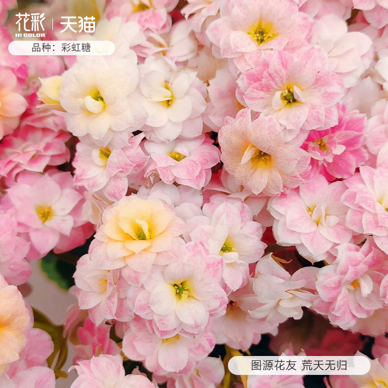 花彩长寿花盆栽重瓣花大花虹越桌面易养活四季常绿开花植物花卉苗