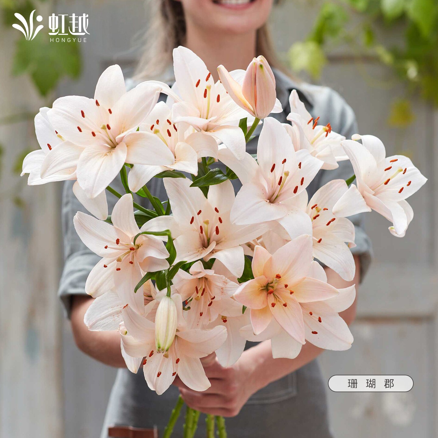 进口百合花种球易养种球图片