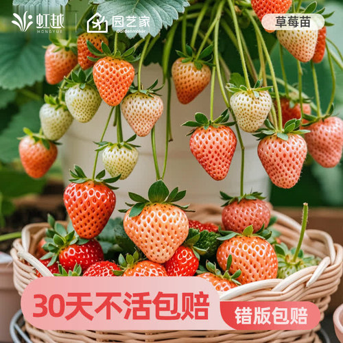 虹越冬季草莓苗阳台盆栽