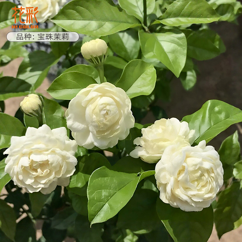 花彩宝珠茉莉花多年生阳台盆栽图片