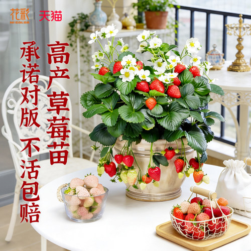 虹越花彩奶油草莓苗盆栽黑珍珠