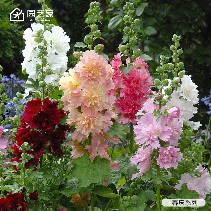 园艺家蜀葵种苗重瓣蜀葵花苗庭院阳台盆栽花卉苗蜀葵苗