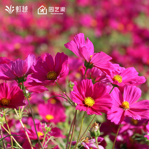 虹越花卉种子四季景观种子