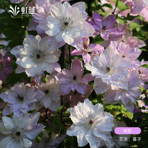 虹越铁线莲爬藤植物阳台花园