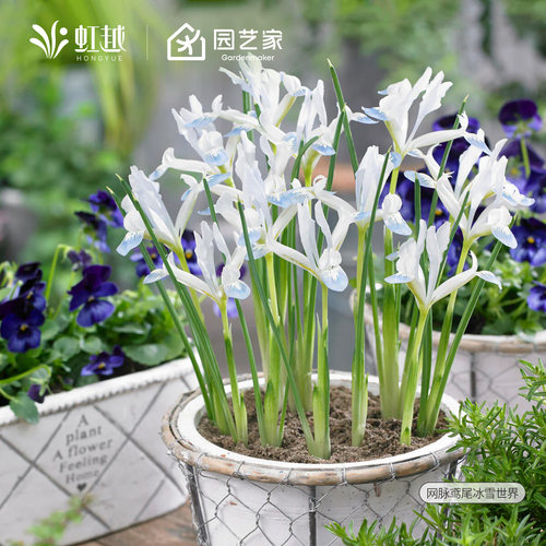虹越进口网脉鸢尾种球