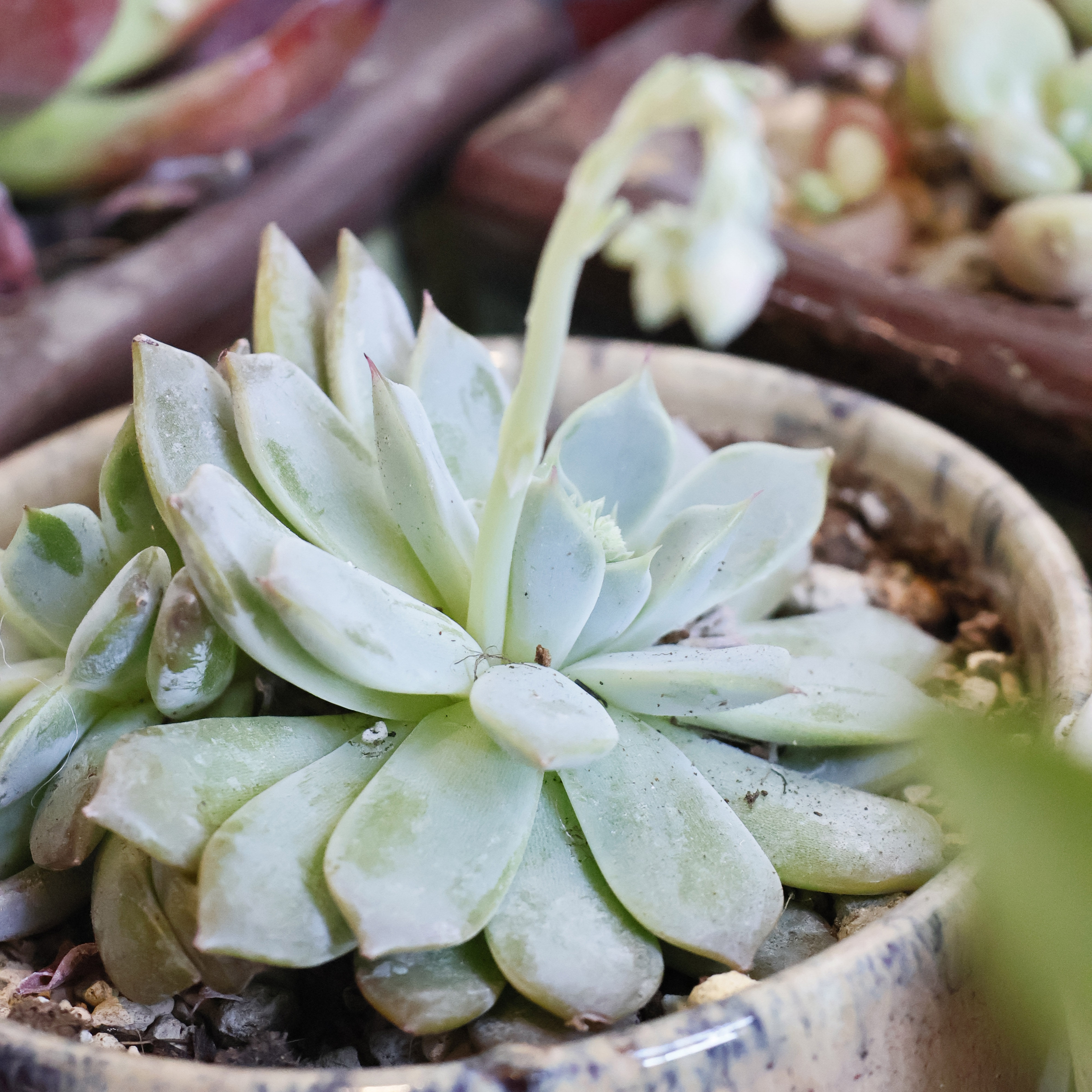 虹越萌吖吖多肉种子蓝玉蝶卷娟火烈鸟春季秋季播种室内花卉种子