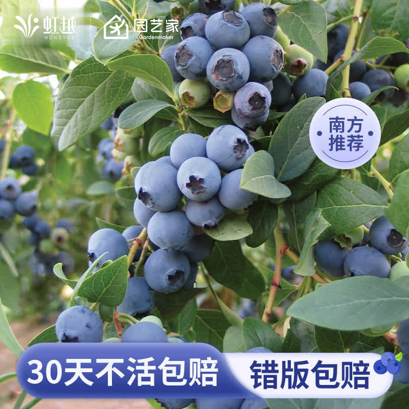 虹越南方种植蓝莓树果苗阳台盆栽地栽四季追雪天后水果,鲜花速递/花卉仿真/绿植园艺,果树,淘宝优惠券,粉丝福利购,淘宝优惠卷